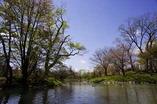 fotografia, materiale, libero il panorama, dipinga, fotografia di scorta,Nakajimakoen, stagno, cielo blu, Acqua, modo di albero