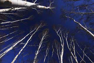 photo,material,free,landscape,picture,stock photo,Creative Commons,The sky of white birch forest, , white birch, White birch, blue sky