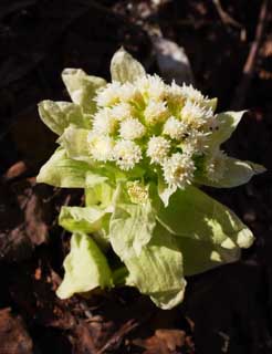 photo,material,free,landscape,picture,stock photo,Creative Commons,A butterbur sprout, butterbur sprout, , Fukino, edible wild plant