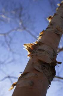 foto,tela,gratis,paisaje,fotografa,idea,Ecdysis de abedul blanco, , Abedul blanco, , La corteza