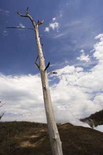 photo,material,free,landscape,picture,stock photo,Creative Commons,I die and am still high, Eruption, disaster, dead tree, dead tree