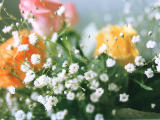 photo, la matire, libre, amnage, dcrivez, photo de la rserve,Bouquet, bouquet, , , 