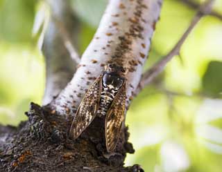 photo,material,free,landscape,picture,stock photo,Creative Commons,A cicada, cicada, Cigala, cicada, The bark