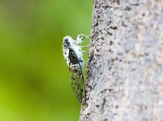 photo,material,free,landscape,picture,stock photo,Creative Commons,A cicada, cicada, Cigala, , The bark