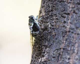 photo,material,free,landscape,picture,stock photo,Creative Commons,A cicada, cicada, Cigala, cicada, The bark