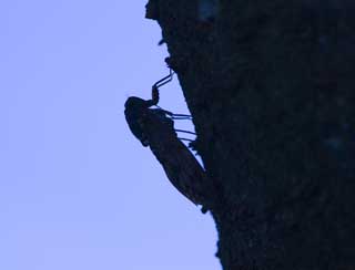 photo,material,free,landscape,picture,stock photo,Creative Commons,A cicada, cicada, Cigala, cicada, The bark