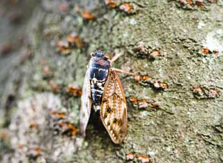 photo,material,free,landscape,picture,stock photo,Creative Commons,A cicada, cicada, Cigala, cicada, The bark