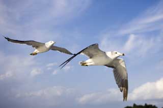 photo,material,free,landscape,picture,stock photo,Creative Commons,A wing of a gull, gull, gull, gull, flight