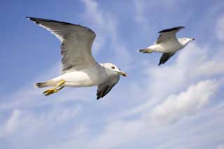 photo,material,free,landscape,picture,stock photo,Creative Commons,A wing of a gull, gull, gull, gull, flight