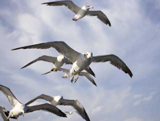photo,material,free,landscape,picture,stock photo,Creative Commons,Scramble of a gull, gull, gull, gull, flight