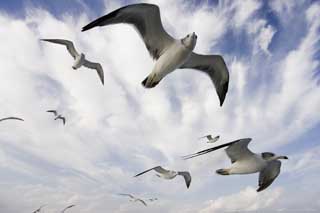 Foto, materieel, vrij, landschap, schilderstuk, bevoorraden foto,Het is een gull hoog in de lucht, Gull, , , Vlucht