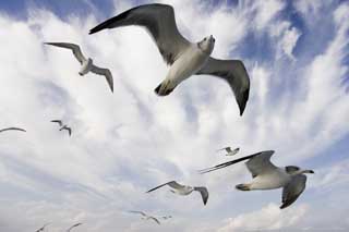 photo,material,free,landscape,picture,stock photo,Creative Commons,It is a gull high in the sky, gull, gull, gull, flight