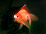 photo, la matire, libre, amnage, dcrivez, photo de la rserve,Poisson rouge insouciant, rouge, poisson rouge, , 