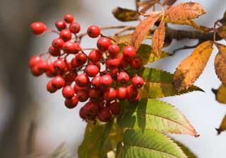 photo,material,free,landscape,picture,stock photo,Creative Commons,The rowan which burns, Fruit, Red, nut, 