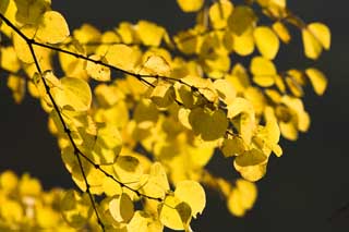 photo, la matire, libre, amnage, dcrivez, photo de la rserve,Les feuilles colores que je suis jaune, et clat, Jaune, rable, , 