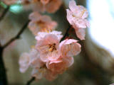 photo,material,free,landscape,picture,stock photo,Creative Commons,Plum blossoms, plum, pink, , 