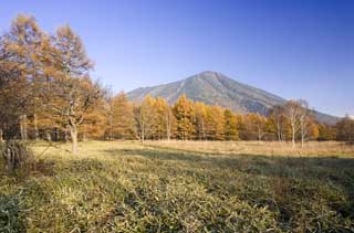 photo,material,free,landscape,picture,stock photo,Creative Commons,Senjogahara in late fall, Bamboo grass, Colored leaves, Yellow, blue sky