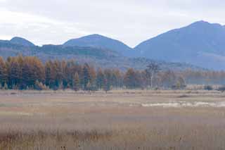 photo,material,free,landscape,picture,stock photo,Creative Commons,Morning in Odashirogahara, Morning mist, White birch, grassy plain, damp plain