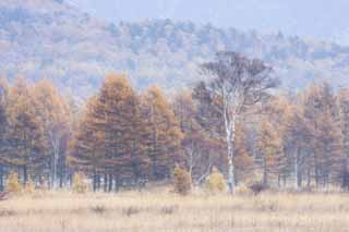 photo, la matire, libre, amnage, dcrivez, photo de la rserve,Matin dans Odashirogahara, Brouillard du matin, Bouleau blanc, plaine de herbe, plaine humide