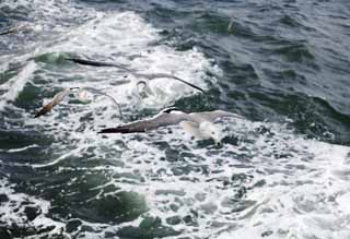 Foto, materieel, vrij, landschap, schilderstuk, bevoorraden foto,Met een gull, Gull, , , Vlucht