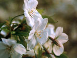 foto,tela,gratis,paisaje,fotografa,idea,Cerezos resaltados, Flor de cerezo, , , 