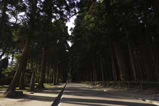 photo,material,free,landscape,picture,stock photo,Creative Commons,Suginami tree of Zuigan-ji Temple of Matsushima, Suginami tree, shadow, approach to shrine, Buddhist temple and Shinto shrine