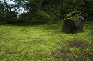 photo,material,free,landscape,picture,stock photo,Creative Commons,The House of encyclopedic knowledge of Matsushima, Moss, rock, Moss, Moss