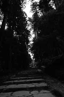 photo,material,free,landscape,picture,stock photo,Creative Commons,Zuiho-den Hall approach to a shrine, Suginami tree, stone stairway, Stairs, approach to shrine