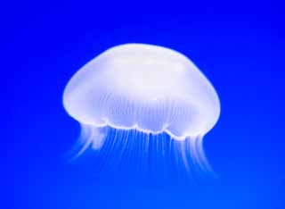 photo,material,free,landscape,picture,stock photo,Creative Commons,It is a flight of a jellyfish without looking, jellyfish, jellyfish, jellyfish, jellyfish
