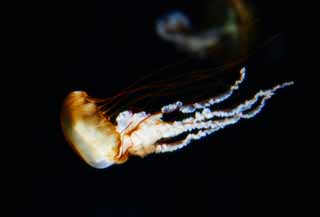 photo,material,free,landscape,picture,stock photo,Creative Commons,A flight of a jellyfish, jellyfish, jellyfish, jellyfish, jellyfish
