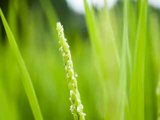 photo,material,free,landscape,picture,stock photo,Creative Commons,A flower of rice, Rice, Rice, U.S.A., rice field