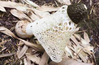 Foto, materieel, vrij, landschap, schilderstuk, bevoorraden foto,Dictyophora indusiata, Dictyophorindusiata, , Paddestoel, 