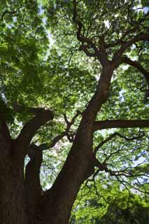 Foto, materiell, befreit, Landschaft, Bild, hat Foto auf Lager,Hawaiianischer Tomoki, groer Baum, Die Sonne, Zweig, blauer Himmel