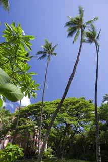 photo,material,free,landscape,picture,stock photo,Creative Commons,The Hawaiian sky, coconut tree, The sun, Lasi, blue sky