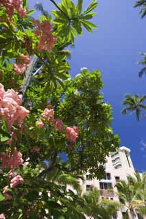 photo, la matire, libre, amnage, dcrivez, photo de la rserve,Une fleur hawaenne, fleur, La zone tropique, Je suis vert, ciel bleu