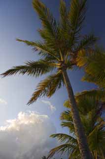 photo,material,free,landscape,picture,stock photo,Creative Commons,Nightfall of a coconut tree, coconut tree, The sun, Lasi, blue sky