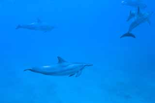 photo,material,free,landscape,picture,stock photo,Creative Commons,A flock of dolphins, Is there me?, dolphin, dolphin, In the water