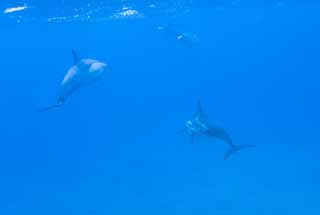 photo,material,free,landscape,picture,stock photo,Creative Commons,A flock of dolphins, Is there me?, dolphin, dolphin, In the water