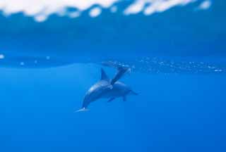 photo,material,free,landscape,picture,stock photo,Creative Commons,A flock of dolphins, Is there me?, dolphin, dolphin, In the water