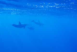 photo,material,free,landscape,picture,stock photo,Creative Commons,A flock of dolphins, Is there me?, dolphin, dolphin, In the water