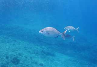 photo,material,free,landscape,picture,stock photo,Creative Commons,A Hawaiian fish, fish, fish, In the sea, In the water