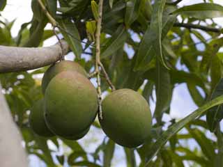 Foto, materiell, befreit, Landschaft, Bild, hat Foto auf Lager,Eine Mango, Mango, tropische Pflanze, Tropisch, Frucht