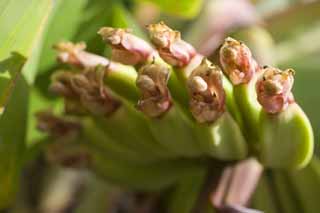 Foto, materieel, vrij, landschap, schilderstuk, bevoorraden foto,Een bloem van een banaan, Banaan, Tropische plant, Tropisch, Stamper