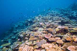 fotografia, material, livra, ajardine, imagine, proveja fotografia,O atol rico que abre, recife de coral, Coral, No mar, fotografia subaqutica