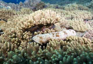 photo, la matire, libre, amnage, dcrivez, photo de la rserve,Dans un repas du concombre de la mer, secucumber, , , photographie sous-marine