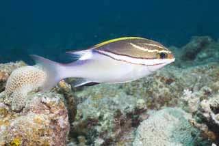 Foto, materiell, befreit, Landschaft, Bild, hat Foto auf Lager,Es gibt einen Streifen, und es ist tropischer Fisch, korallenes Riff, Tropischer Fisch, Ishigaki-jimIsland, Okinawa