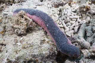 photo, la matire, libre, amnage, dcrivez, photo de la rserve,Le concombre de mer qui est trange, rcif corail, secucumber, Ishigaki-jimIsland, 