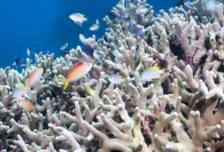 foto,tela,gratis,paisaje,fotografa,idea,Hana Goi de planta ms loco, Arrecife de coral, Peces tropicales, Ishigaki - jimIsland, HanGoi