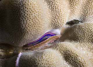 Foto, materieel, vrij, landschap, schilderstuk, bevoorraden foto,Het koraal wat beduidt een stuk, Shellfish, , Koraal, 