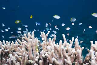 fotografia, materiale, libero il panorama, dipinga, fotografia di scorta,Il piccolo pesce che si imbranca a corallo, scogliera di corallo, Pesce tropicale, , 